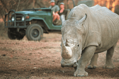 2-Day Sabi Sands Big Five Safari from Johannesburg