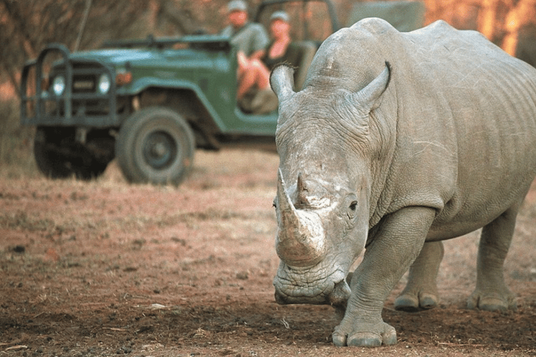 2-Day Sabi Sands Big Five Safari from Johannesburg