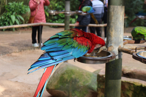 Private Premium Experience – Brazil Side of Iguazu Falls & Bird Park Premium Private Experience – Iguazu Falls Brazil & Bird Park