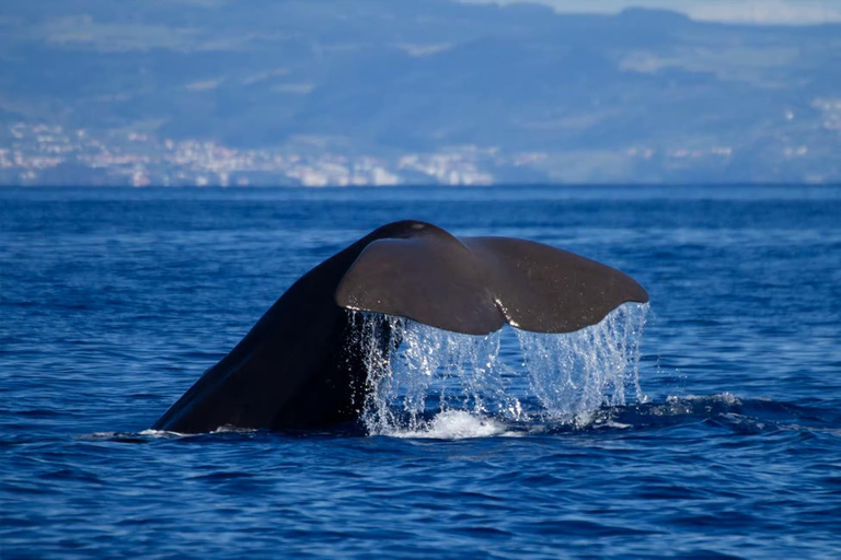 From Horta, Faial Island: Whale & Dolphin Watching From Faial Island: Whale & Dolphin Watching