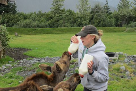 From Anchorage: Alaska Wildlife Center & Turnagain Arm Tour Year-Round Tour