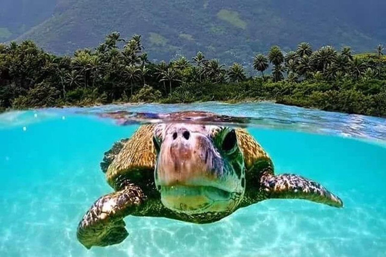 Circle Island: Swim with Turtles and Explore Paradise Oahu