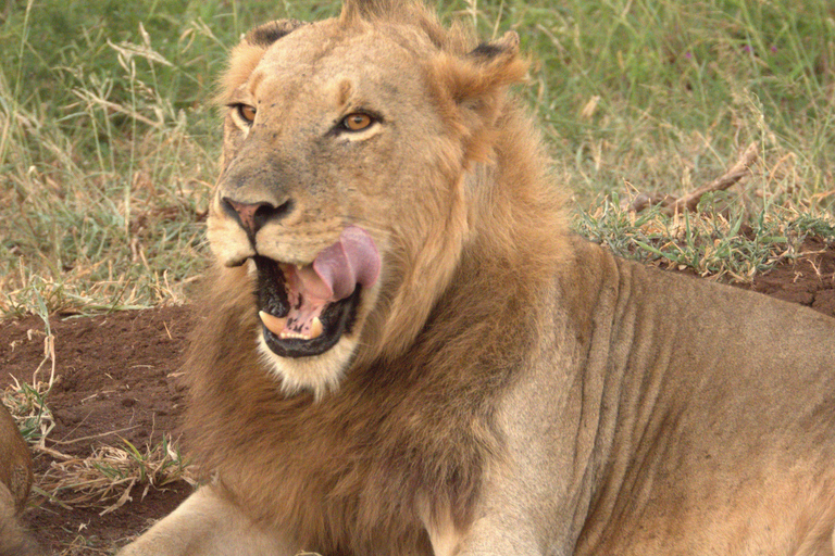 Budget Kruger &amp; Panorama meerdaagse tour vanuit Johannesburg5-daagse budgetreis naar Kruger &amp; Panorama