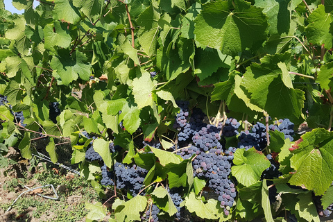 Reims : Entdeckungstour Kleine Produzenten Champagner Tagestour