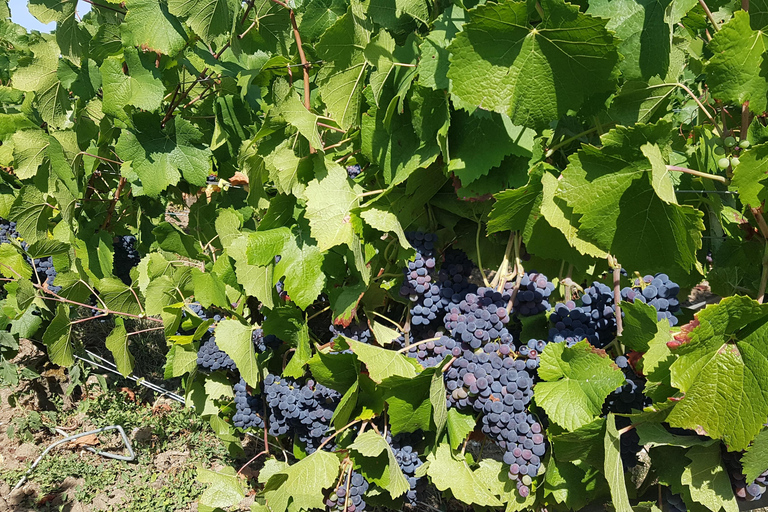 Reims : Entdeckungstour Kleine Produzenten Champagner Tagestour