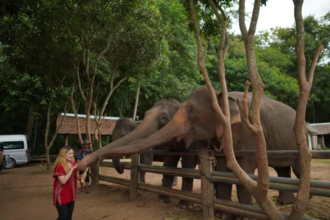 Chiang Mai: National Elephant Care, Rafting, & Ziplines Trip