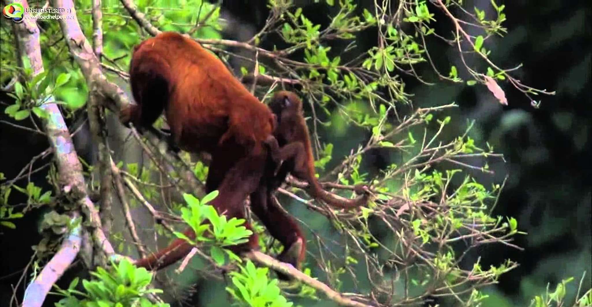 From Cusco | Manu Jungle Excursion 7D/6N | Wonders of Manu - Housity