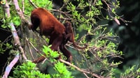 De Cusco |Excursión de Manu Jungle 7d/6n |Maravillas de Manu - Housity