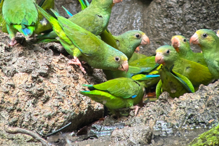 Eco-tour Limoncocha d&#039;une journée : observation des oiseaux et canoë-kayak en Amazonie