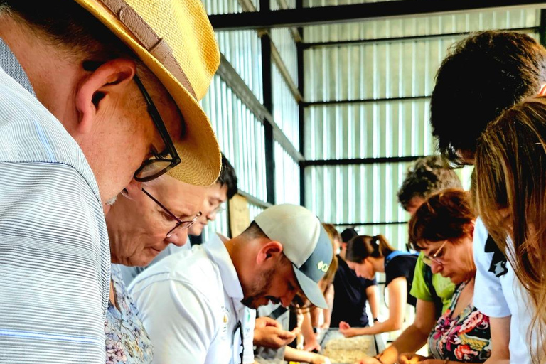 Boquete: Geisha Coffee Plantation Tour with Tasting