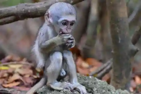 St. Peter: Monkey Feeding at Barbados Wildlife Reserve