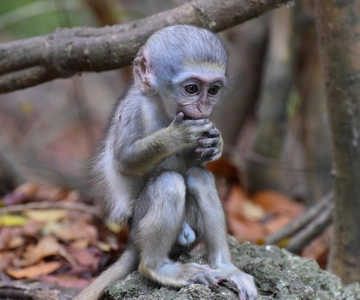 St. Peter: Monkey Feeding at Barbados Wildlife Reserve