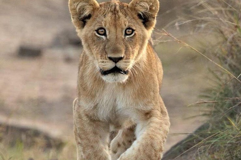 3-Day 2-Nights Maasai Mara Big 5 Safari All Inclusive