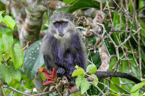 Zanzibar : Forêt de Jozani, promenade dans la nature et visite de la faune et de la flore