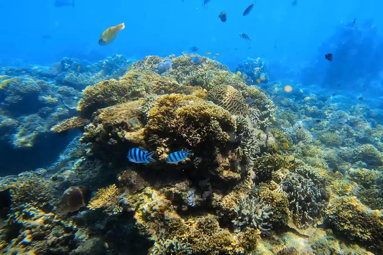 Bali: Błękitna Laguna i Tanjung Jepun Snorkeling TripBlue Lagoon Snorkeling Share Boat obejmuje lunch