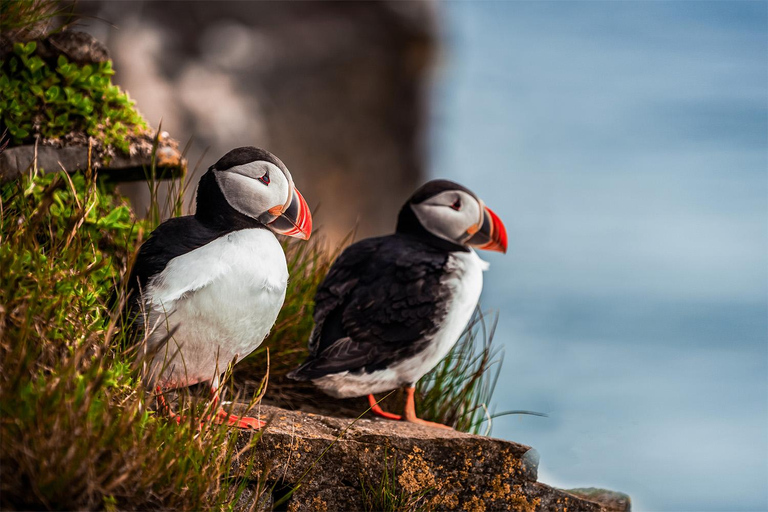 De Reykjavik: Excursão de Puffin e Vulcão nas Ilhas Westman