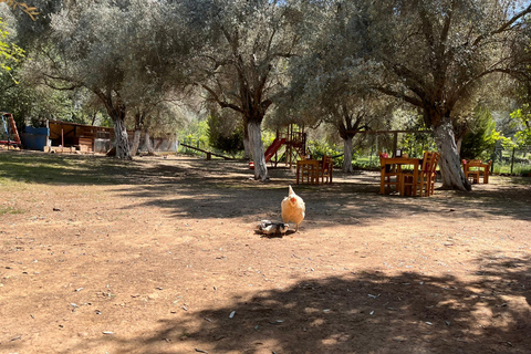 Turkish Carpet Shopping Tour from Bodrum