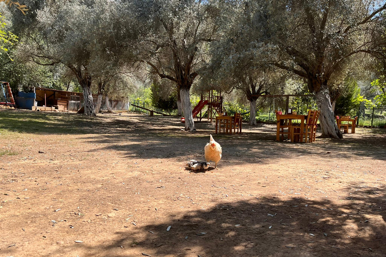 Turkish Carpet Shopping Tour from Bodrum