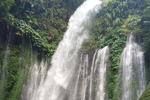From Lombok: Kanawa Island and Whale Shark Tour with Meals