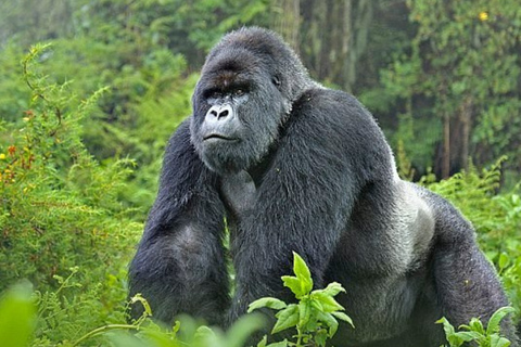Rwanda: 2-Day Volcanoes National Park Gorilla Trekking Tour