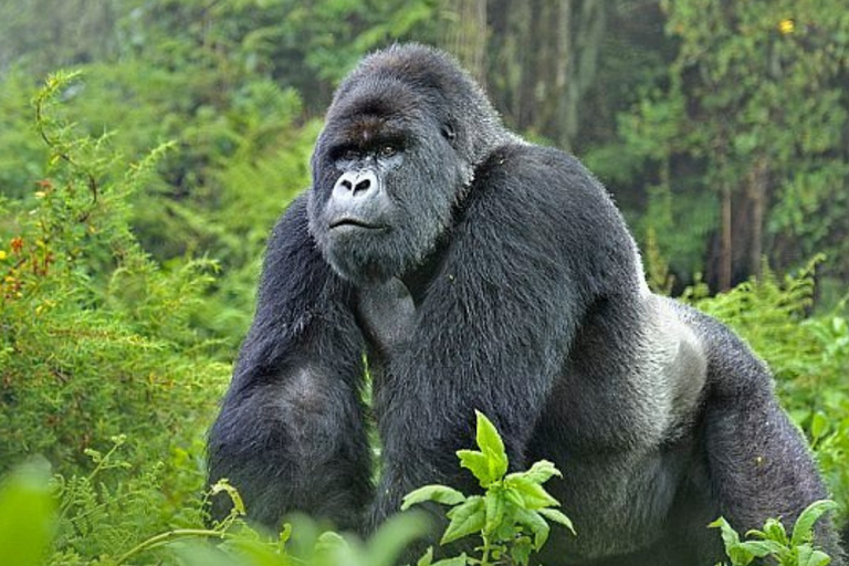 Rwanda: 2-Day Volcanoes National Park Gorilla Trekking Tour