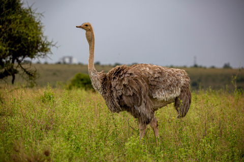 Nairobi: National Park Guided Game Drive Nairobi National Park Private Game Drive