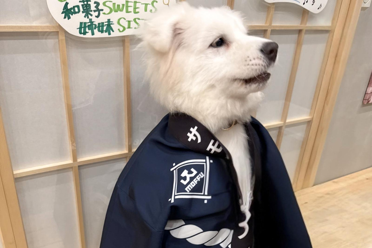 Tokyo Harajuku：30-Minute Samoyed Interaction Experience