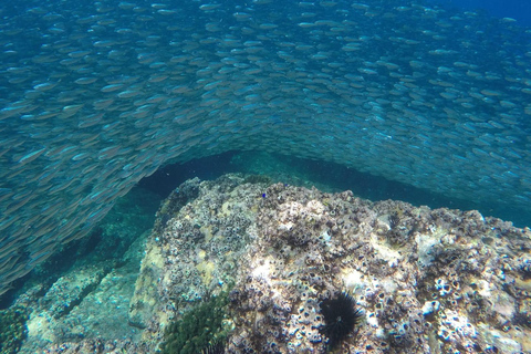 La Paz: Whale Shark, Sea Lions & Balandra Tour