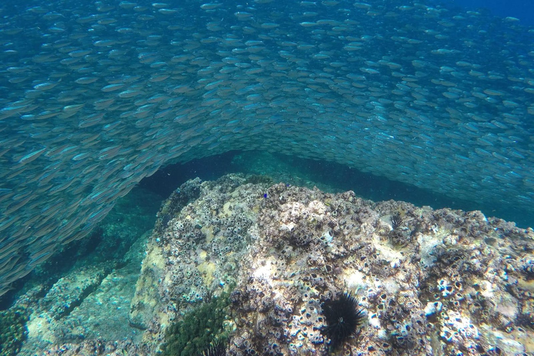 La Paz: Whale Shark, Sea Lions & Balandra Tour