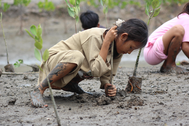 Bagek Kembar: Mangrove & Stingless Beekeeping Experience