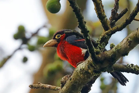 Chebera Churchura: Wildtiere &amp; malerische Ausblicke 4-tägige TourChebera Churchura: 4-tägige Tour mit Wildtieren und tollen Aussichten