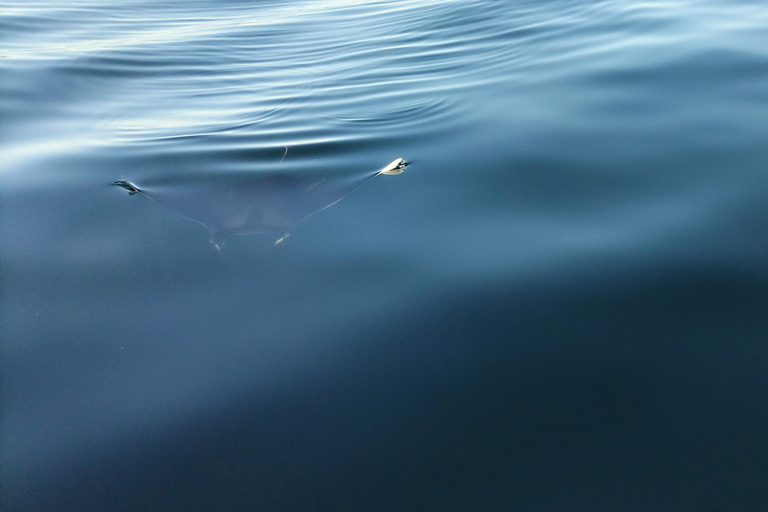 Kaapstad: safari op zee vanuit V&amp;A Waterfront