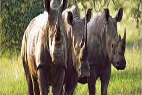 1 journée de safari dans le parc national du Tarangire - Arusha