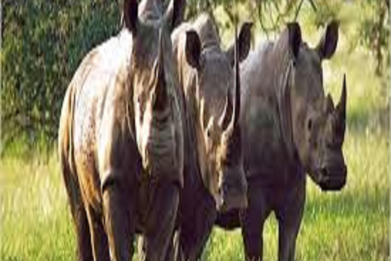 1 journée de safari dans le parc national du Tarangire - Arusha