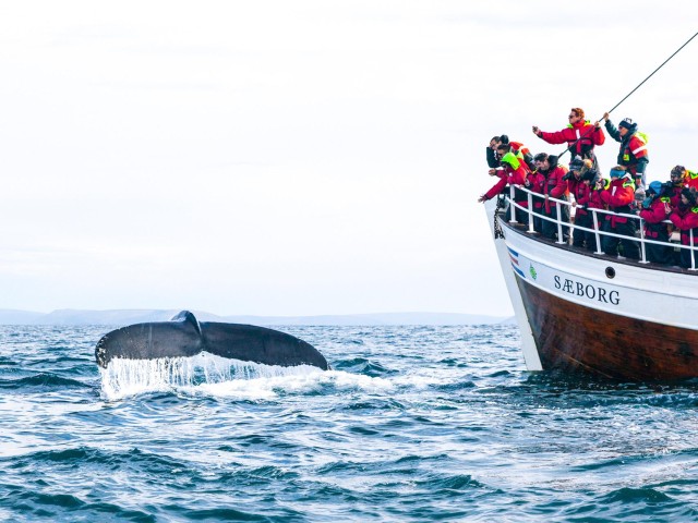 Húsavík: boottocht walvissen spotten en Puffins-eiland