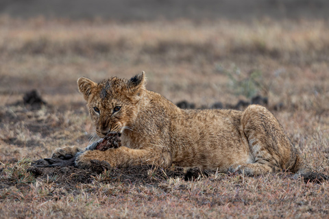 Viaggio di un giorno da Nairobi a Maasai Mara - AWNairobi: Escursione di un giorno nella Riserva Nazionale di Maasai Mara - Privato