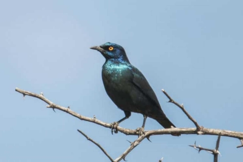 Victoria Falls: Birdwatching Safari in National Park (Copy of) Private bird Tour