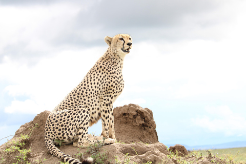 Safari en camping en grupo de 5 días por el Serengeti, Ngorongoro y ManyaraSafari en grupo de 5 días por el Serengeti, el Ngorongoro y el Lago Manyara