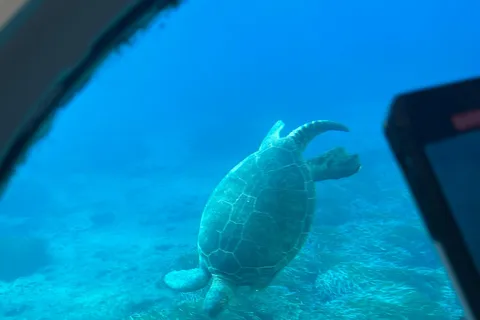 Paphos : croisière d'observation des tortues, aventure de plongée avec tuba et coucher de soleil