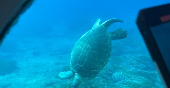 Paphos: Turtle Watching Cruise,Snorkelling Adventure &Sunset