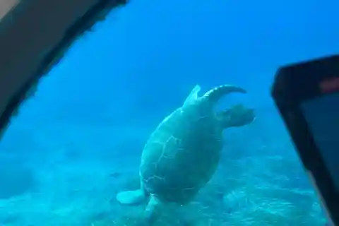 Paphos: Turtle Watching Cruise & Snorkelling Adventure