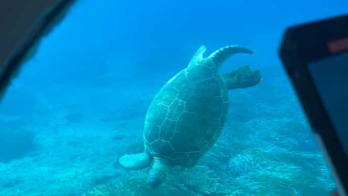 Paphos: Cruzeiro para observação de tartarugas, aventura de mergulho com snorkel e pôr do sol