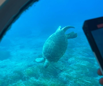 Paphos: Turtle Watching Cruise,Snorkelling Adventure &Sunset