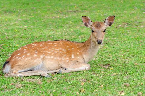 Day tour of Kyoto+Nara, Fushimi Inari Taisha+Arashiyama