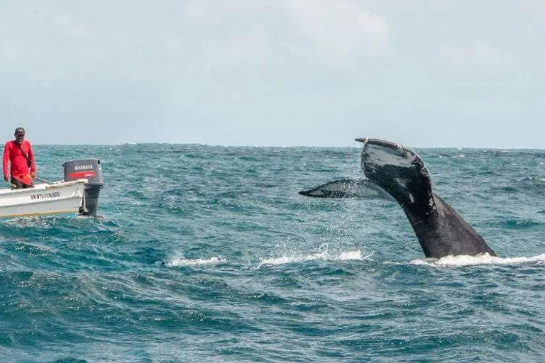 Samaná: Whale Watching Tour with Snacks