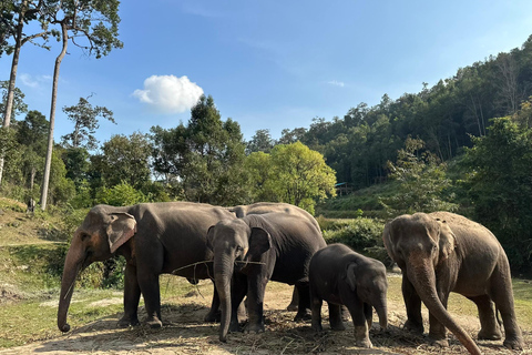Chiang Mai 2-Day: Good Morning Elephant & Overnight Homestay