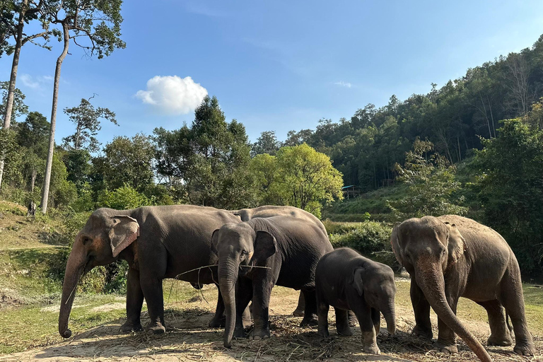 Chiang Mai 2-Day: Good Morning Elephant & Overnight Homestay
