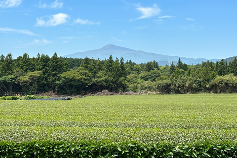 Jeju East: Healing UNESCO Small Group Day Tour