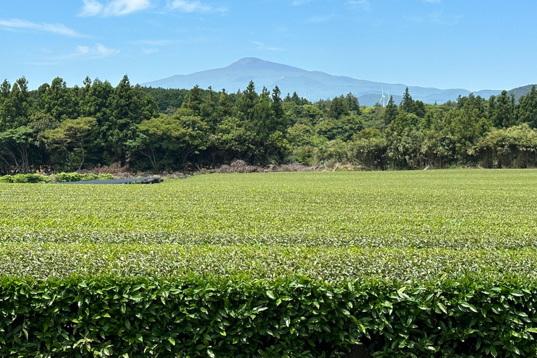 Jeju Est: Tour UNESCO curativo di un giorno per piccoli gruppi