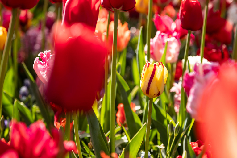 From Rotterdam: Luxury Bus Tour with Keukenhof Ticket